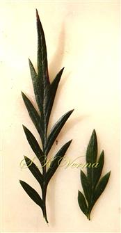 Leaflets (Adaxial view)